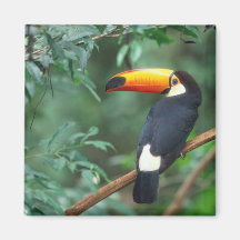 COR COMPLETA DA FOTO DE TOCO TOUCAN IMA