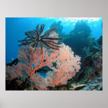 Coral e impressão de Crinoid