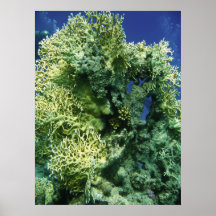 Coral Impressão