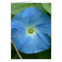Corriola azul celestial cartão