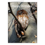 Coruja Tawny Cartoes