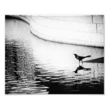 Corvo refletido na água - fotografia de B&W