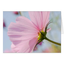 Cosmos cor-de-rosa • Cartão