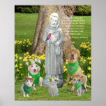 Cotação de St Francis Posteres