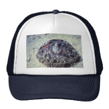 Cowrie de tigre (Cypraea tigris) Shell Bone
