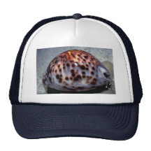 Cowrie de tigre (Cypraea tigris) Shell Boné