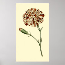 Cravo cor-de-rosa posters