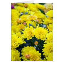 Cravo-de-defunto Vermont amarelo Cartao