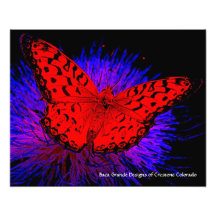 Crestone, Colorado - borboleta Fotografias