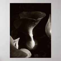 Curvas da natureza posters