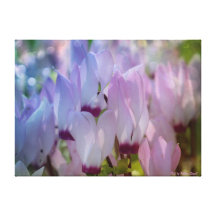 Cyclamen do primavera impressão de canvas envolvida