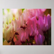 Cyclamen do primavera posteres