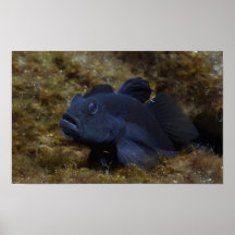 Cyprinoides de Lophiogobius (casas Cenote) Posteres