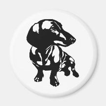 Dachshund Ima