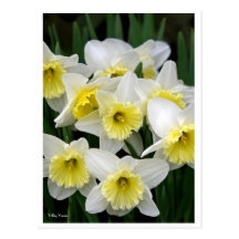 Daffodils 2 cartao postal