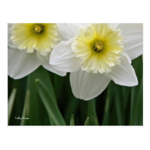 Daffodils 3 cartão postal