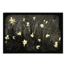 Daffodils da colheita foto