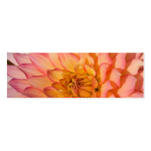 Dália cor-de-rosa & amarela cartao de visita