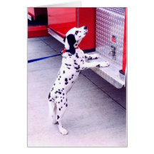 Dalmatian Cartões