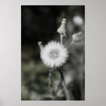 Dandylion Pôsteres