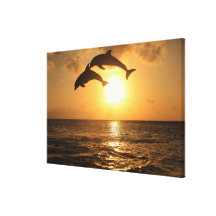 Delfin, Delfim, Tuemmler mais bruto, Tursiops Impressão De Canvas Esticada