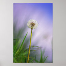 Dente-de-leão céu posters