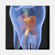 Dente, secção transversal transparente de um molar imã