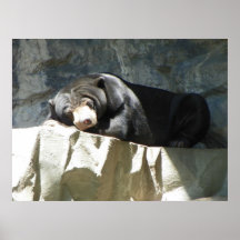 descanso do urso preto impressão