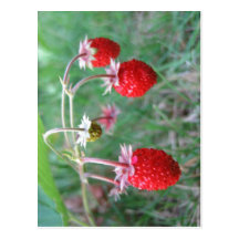 Descrição sumária uma fotografia do close up de 3_ cartão postal