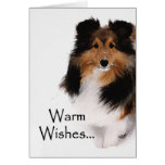 Desejos mornos de Sheltie Cartões