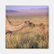 Deserto de Ásia, Mongolia, Gobi, grande Gobi Imã De Geladeira