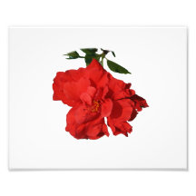Design vermelho da fotografia da flor do hibiscus
