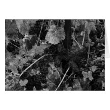 Detalhe de uvas, negociante de panos Vinhedo, Napa Cartao