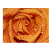Dewdrops cor-de-rosa da laranja cartão postal
