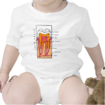 Diagrama de seção transversal de um dente humano t-shirts