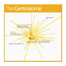 Diagrama de um centrossome impressão em canvas