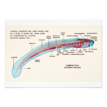 Diagrama de uma larva da espécie da lampreia de ma convites