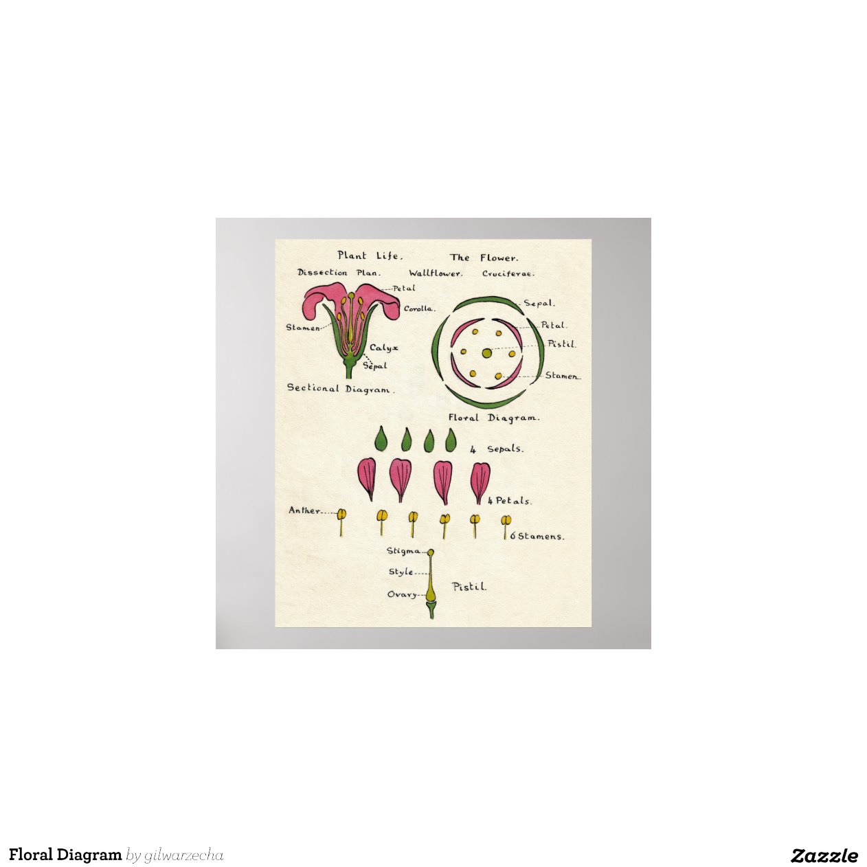 Diagrama floral pôsteres Zazzle