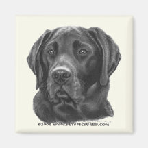 Diesel, labrador retriever preto imas