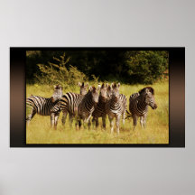Direito em você - animais selvagens do safari das  poster