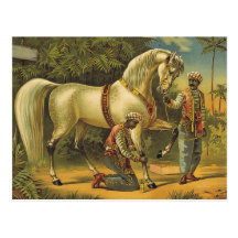 Direitos do cavalo do T Cartões Postais