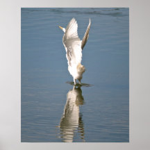 Do "Egret anjo " Posters