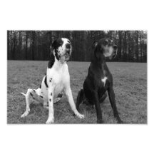 Dogge alemão, Great Dane, Cães, Dogue Allemand Fotografias