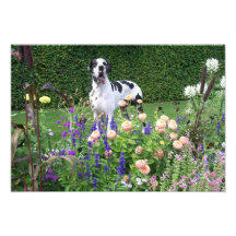 Dogge alemão, Great Dane, Cães, Dogue Allemand Foto Artes