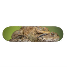 Dois sapos bonitos skate boards