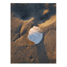 dólar de areia na praia cartões postais