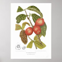 Domesticae de Jambosae Poster