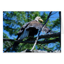 Eagle molhado cartões