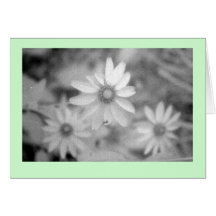 "Echinacea #1 " Cartões