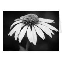 Echinacea em B&W (vazio) Cartoes